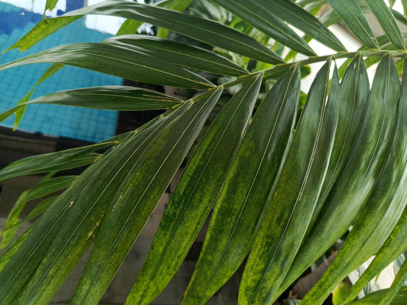 Poolside greenery photo. Perfect for magazines, newspapers and tabloids photo