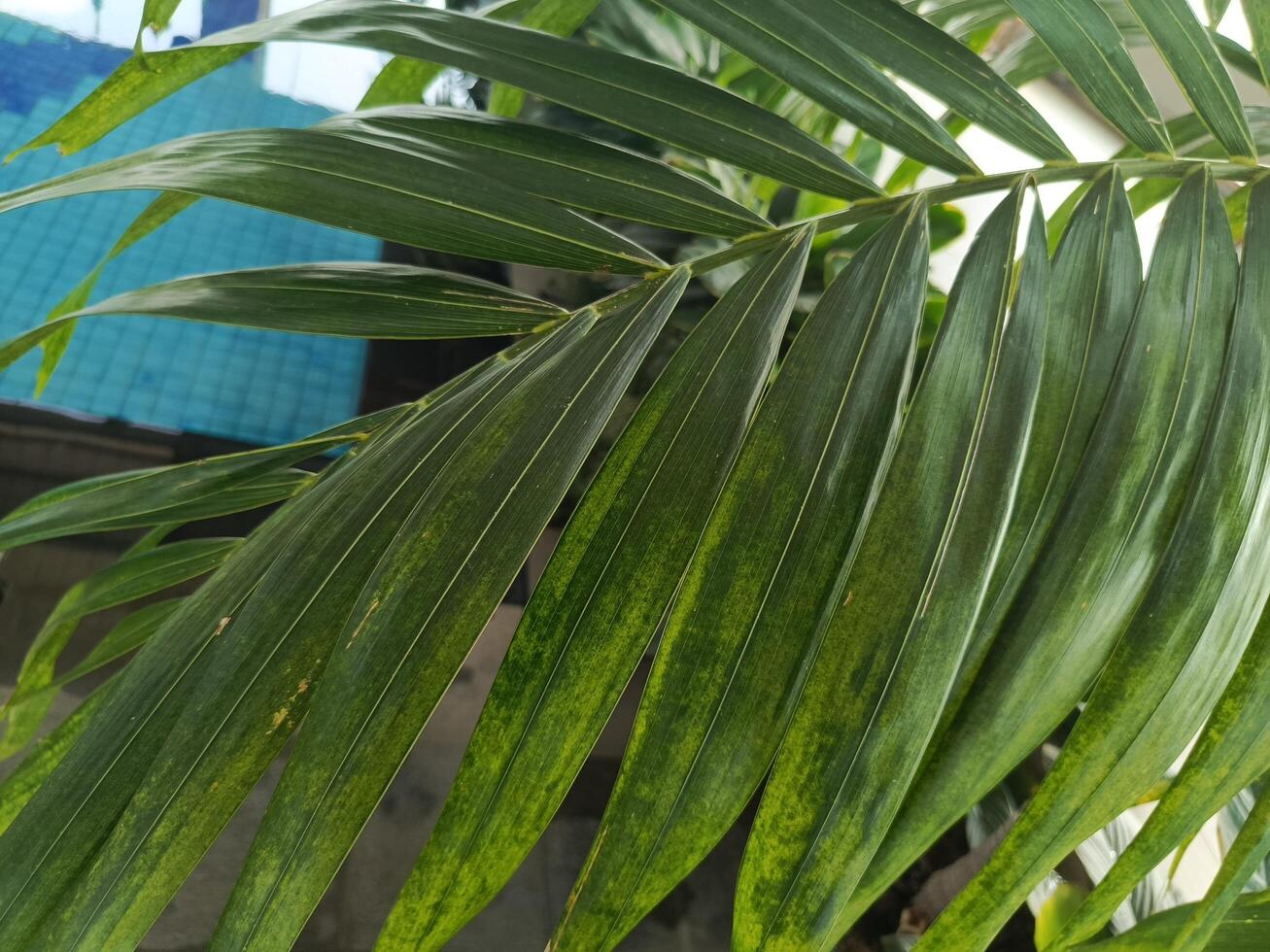 junto a la piscina verdor foto. Perfecto para revistas, periódicos y tabloides foto