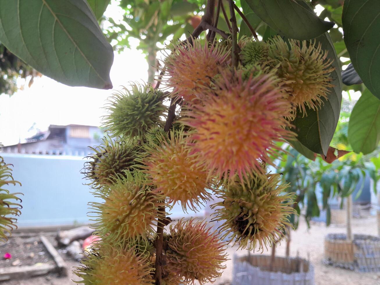 Photo of rambutan plant. Perfect for wallpapers, backgrounds, banners, web, advertisements and others with a plant theme