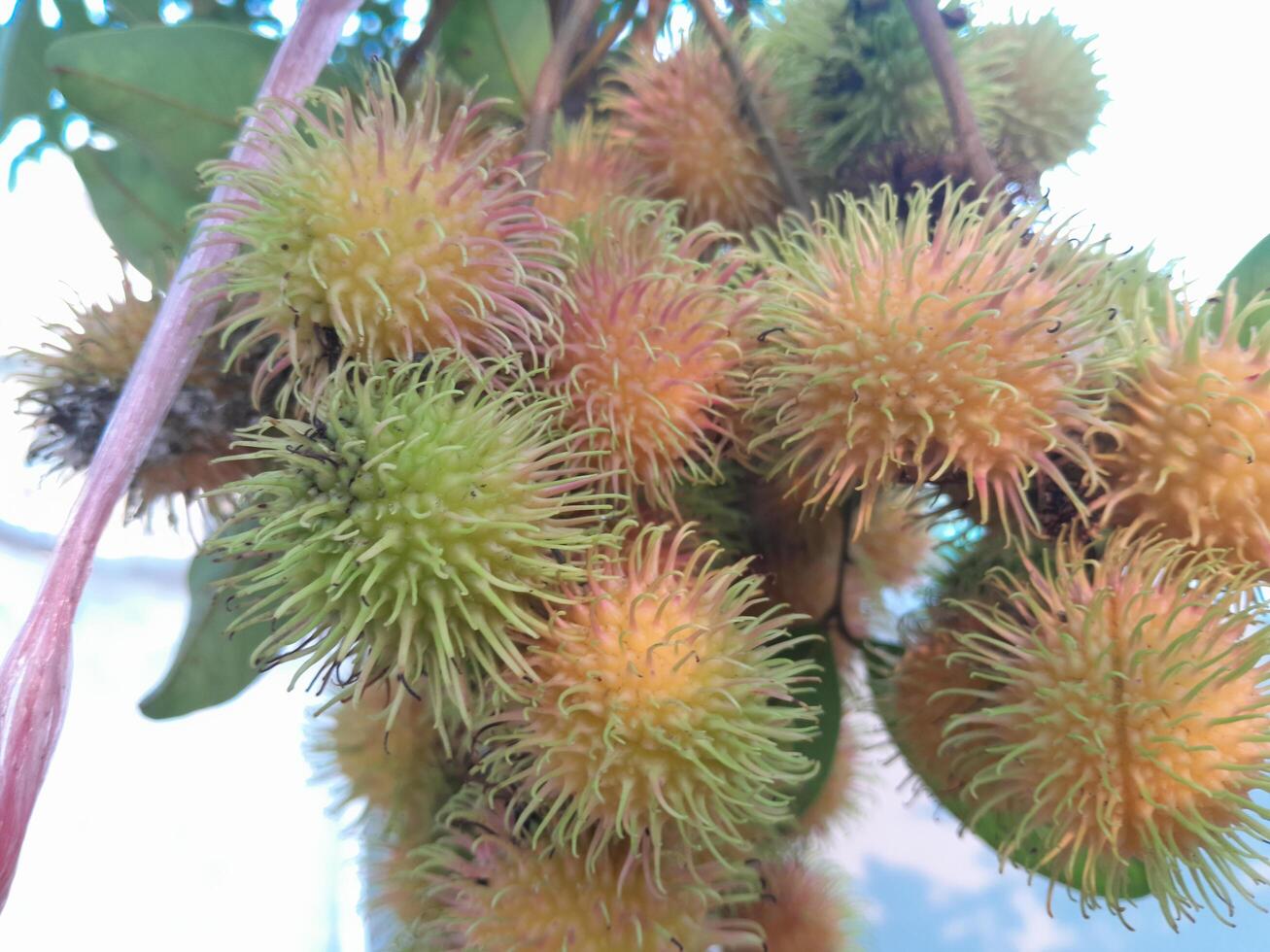 Photo of rambutan plant. Perfect for wallpapers, backgrounds, banners, web, advertisements and others with a plant theme