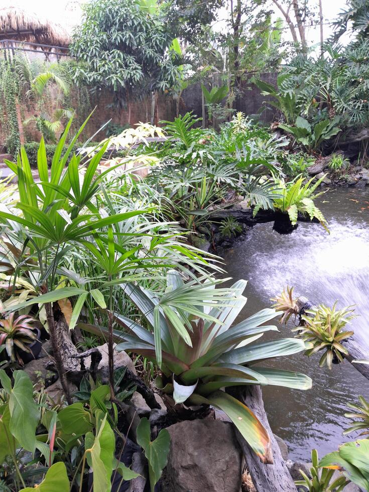 Photos of many plants and ponds. Perfect for magazines, newspapers and tabloids