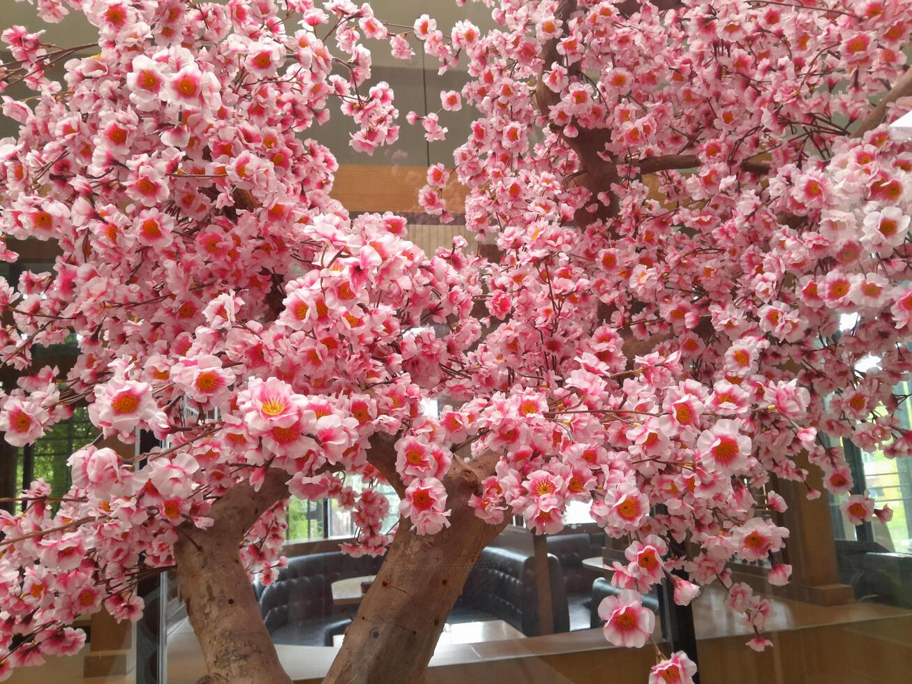 foto de Cereza florecer plantas. Perfecto para fondo de pantalla, fondo, bandera, web, publicidad