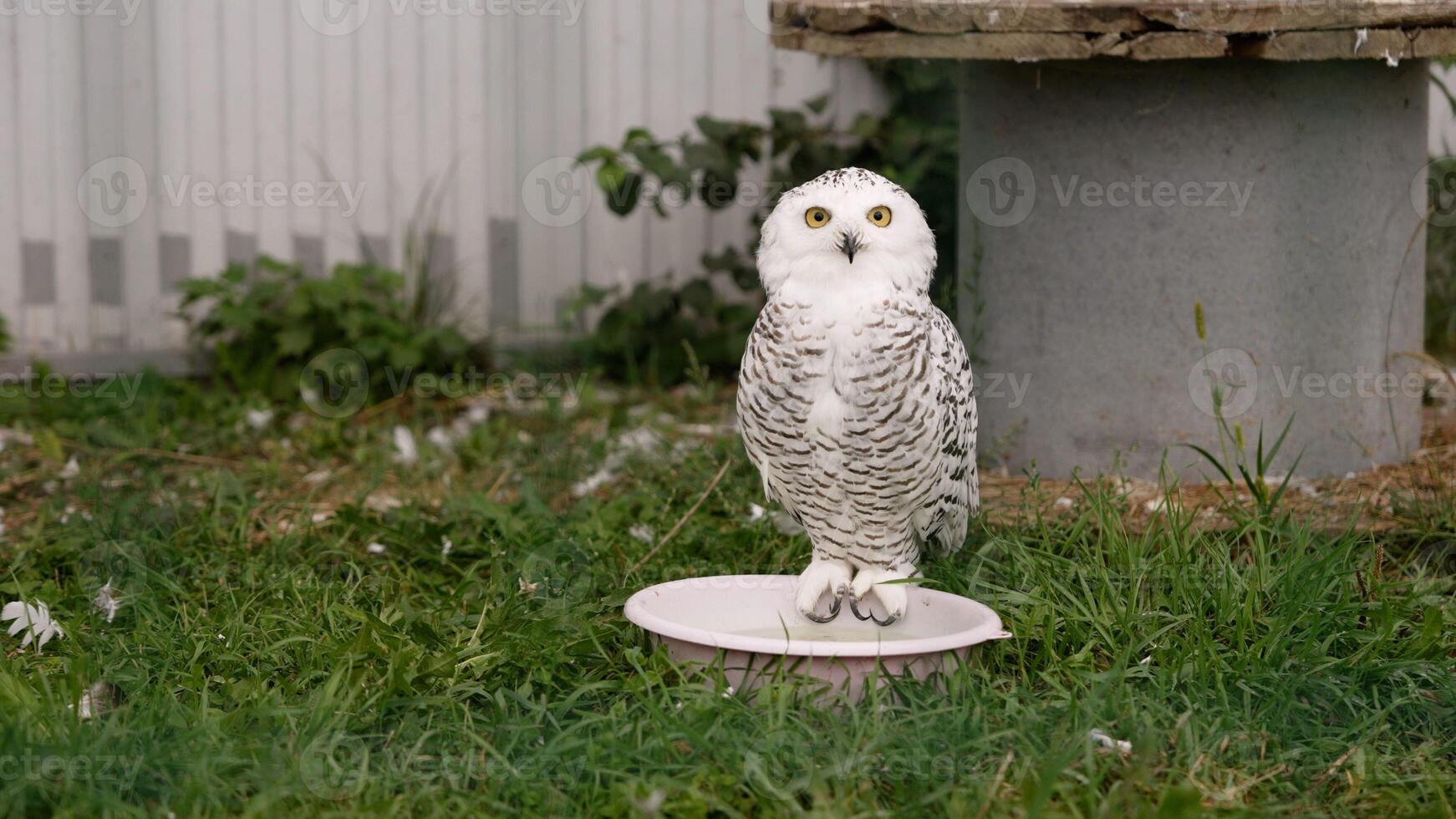 cautivo Nevado búho en un jaula a un zoo o fauna silvestre centro. gracioso pequeño blanco búho. polar búho en un jaula a el zoo. foto