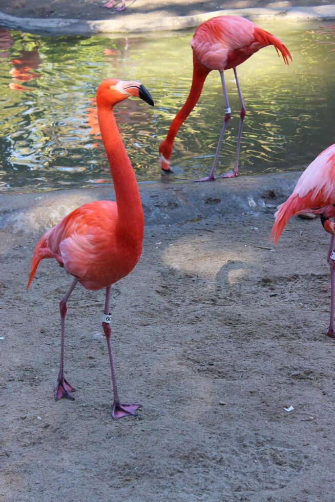 Flamingo in water and on the beach photo