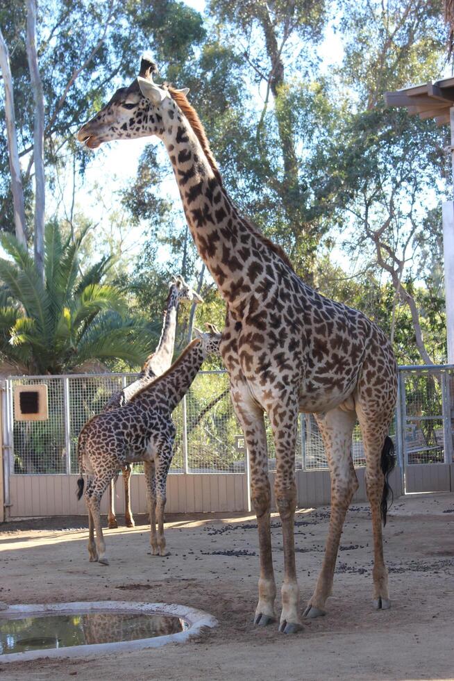 Two giraffes in habitat photo