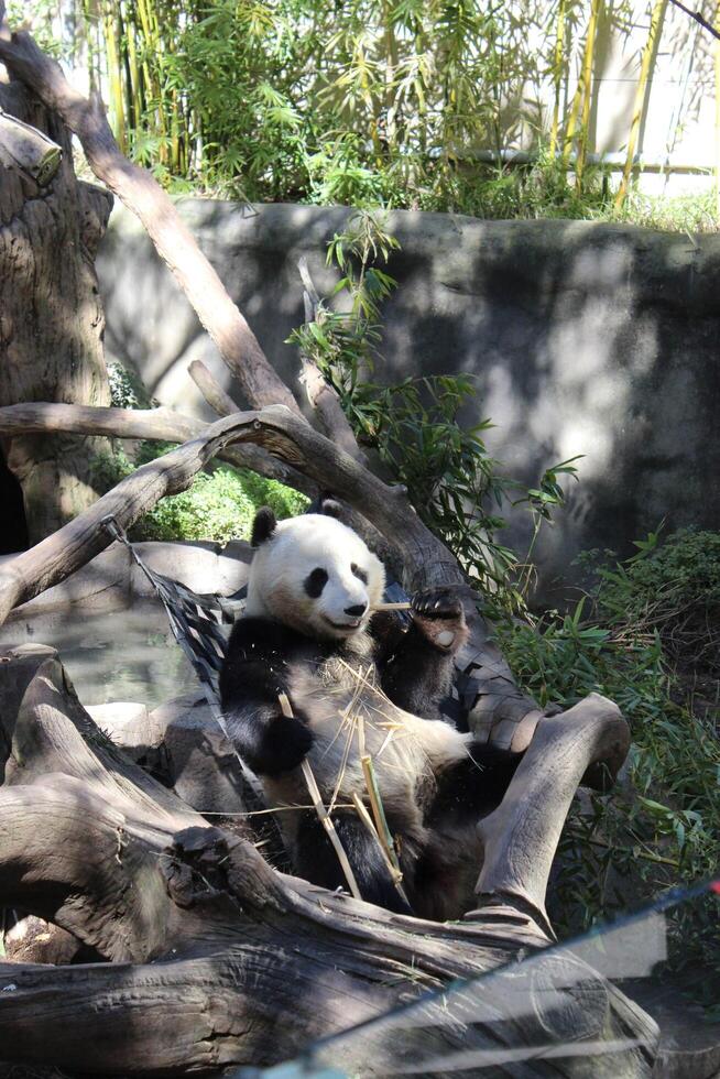 Panda Bear enjoying a snack photo