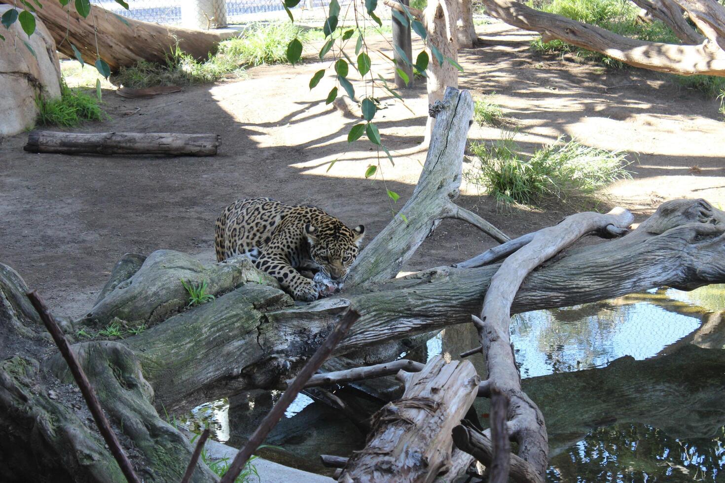 Cheetah sitting by the water photo