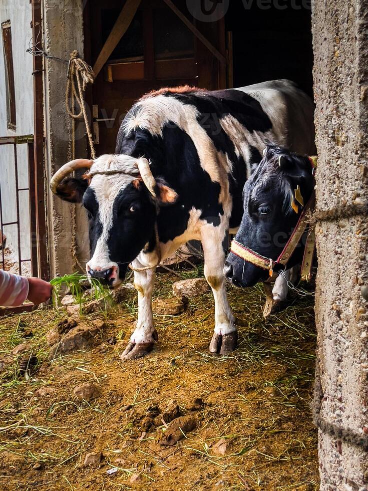Black and white cows in a barn in a village photo