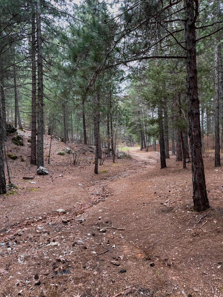 tall pine trees in the forest photo