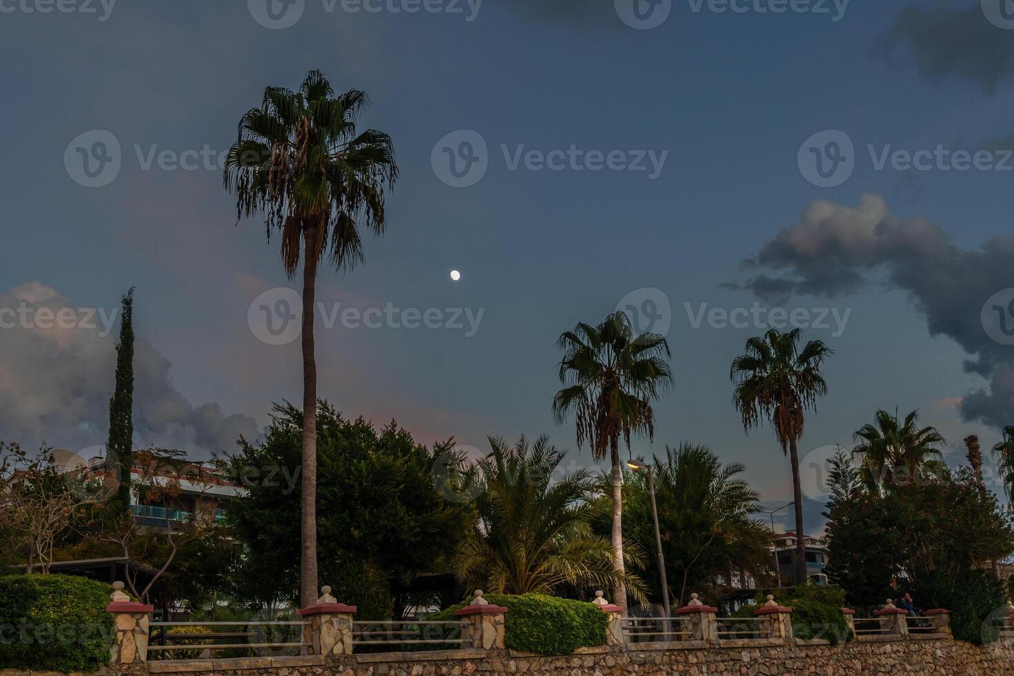 Majestic shot of the moon and palm trees in the night photo