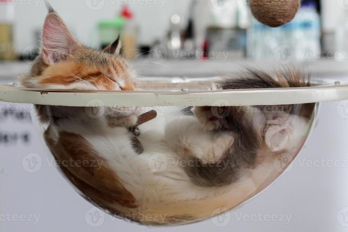 a cat laying in a bowl photo
