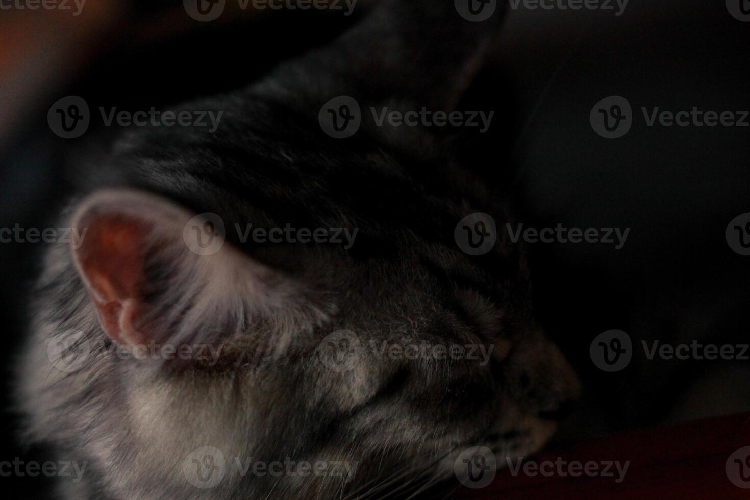 a cat is sleeping under a chair photo