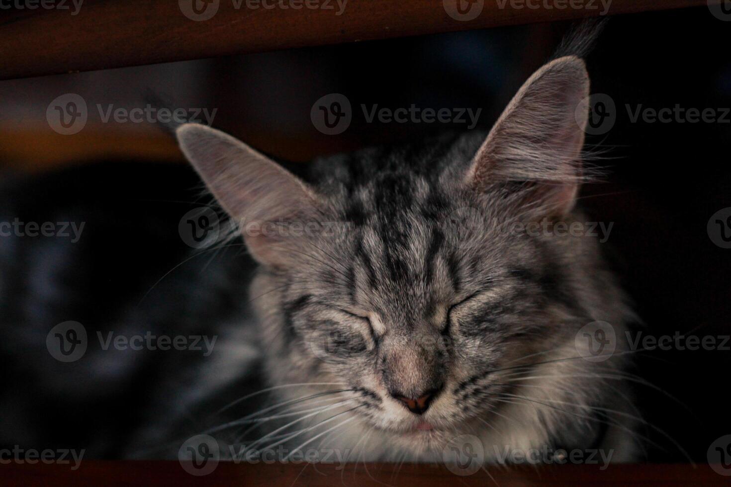 a cat is sleeping under a chair photo