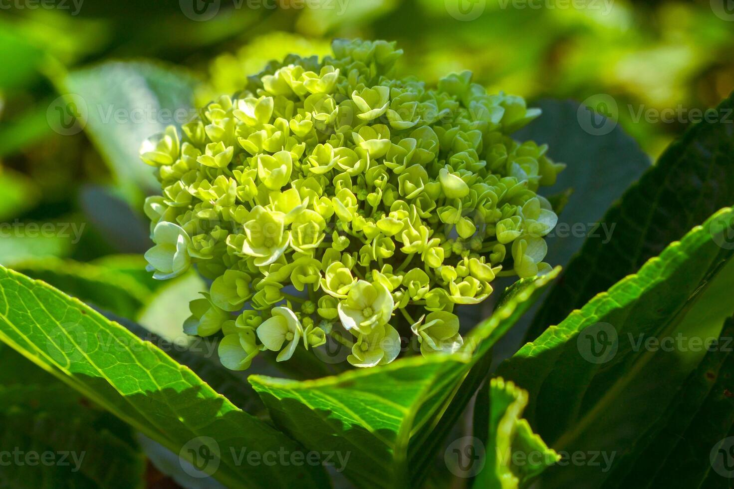 a flower with white and green petals photo