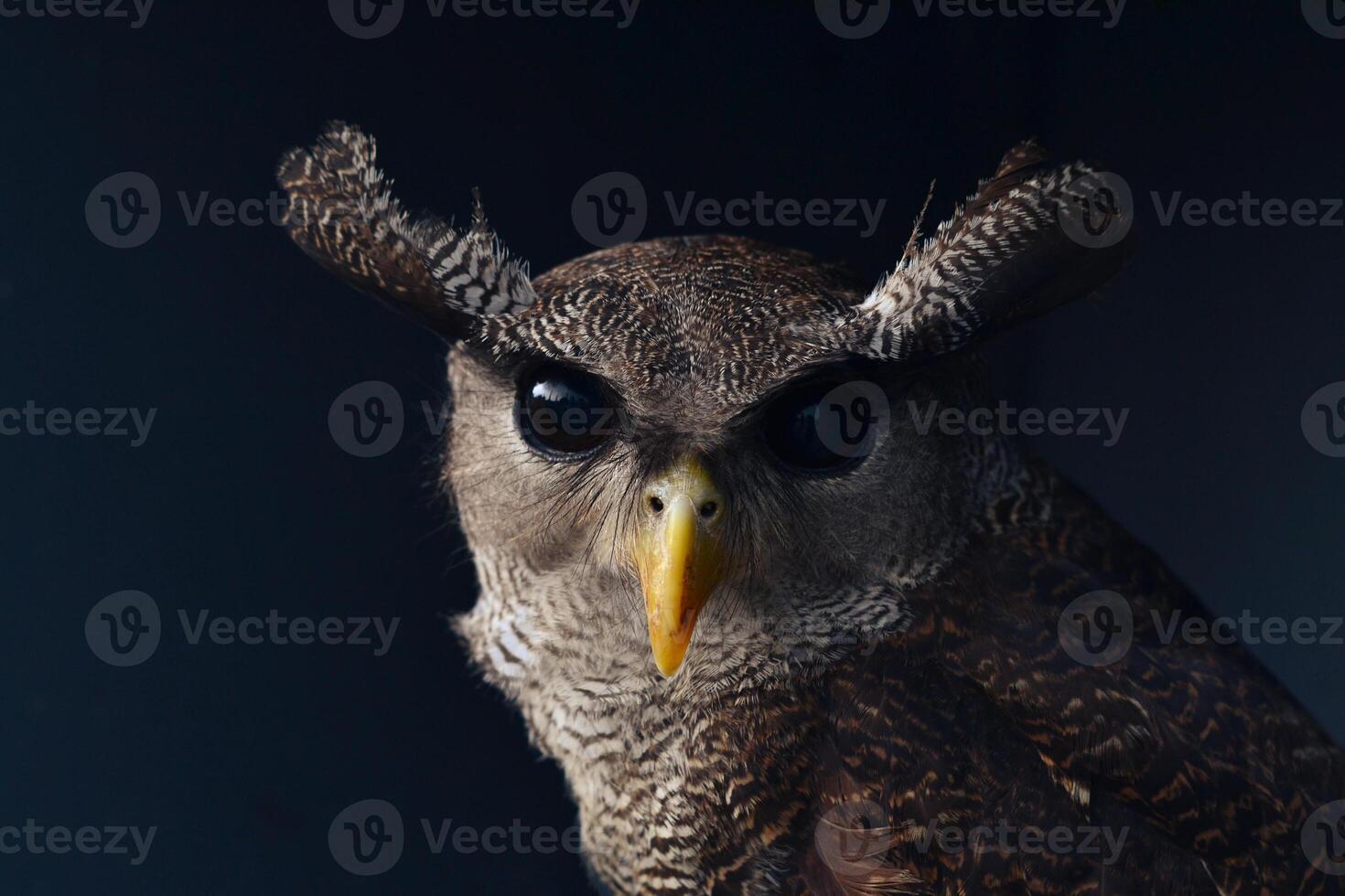 a close up of an owl with a large beak photo