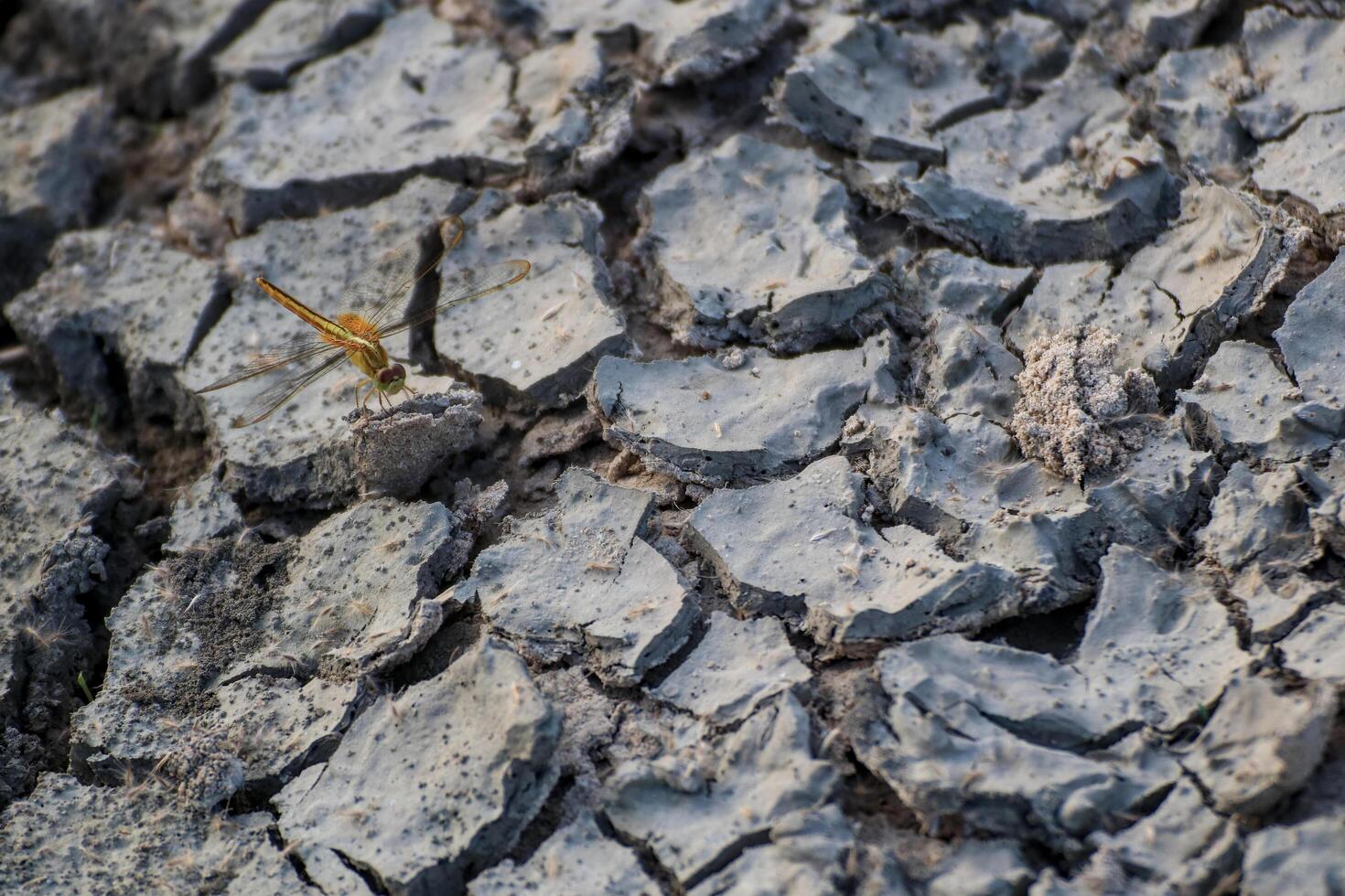 de cerca de agrietado seco suelo y uno libélula foto