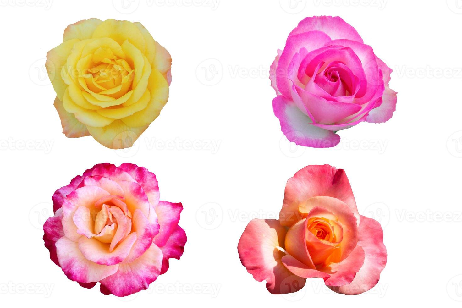 isolated collection of colorful beauty roses photo