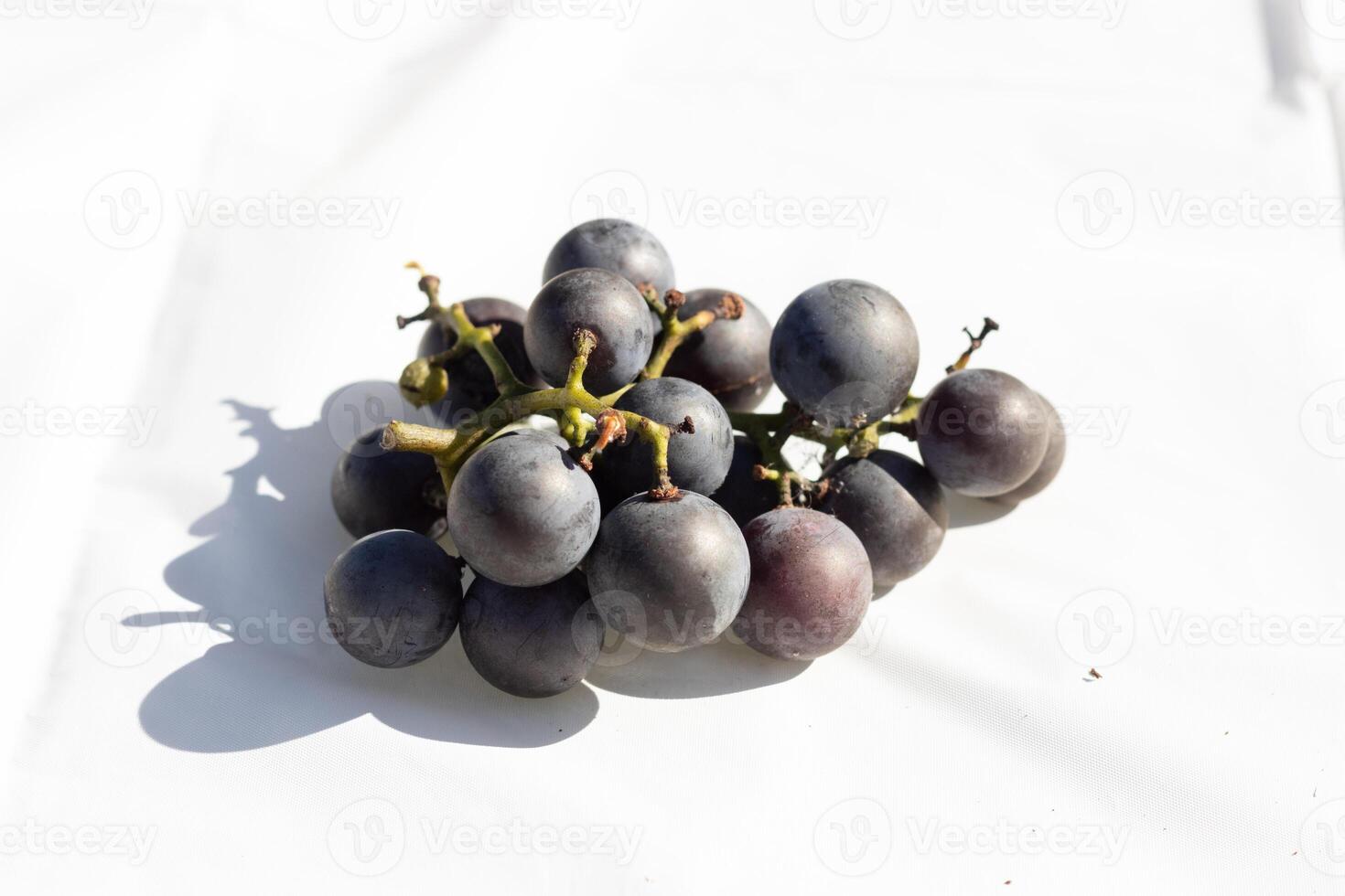 esta racimo de concordia uvas laico en esta blanco antecedentes. el hermosa profundo púrpura bayas estar fuera en contra el verde tallos. el orbes son lleno con jugo. foto