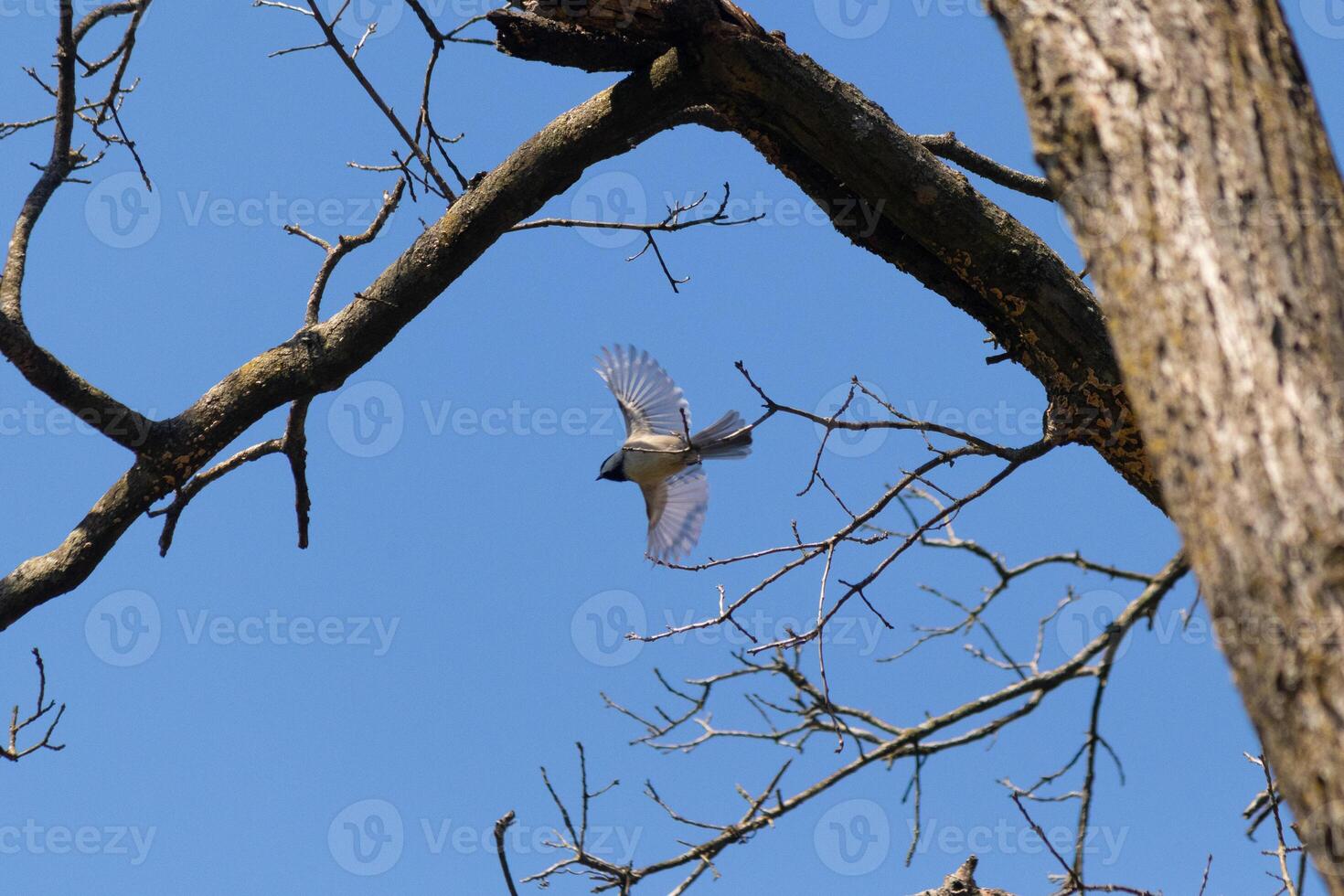 yo amor el Mira de esta de capa negra paro atrapado en el aire como él es volador desde el árbol rama. su pequeño alas extendido a remontarse mediante el aire. usted lata casi ver ligero viniendo mediante a ellos. foto