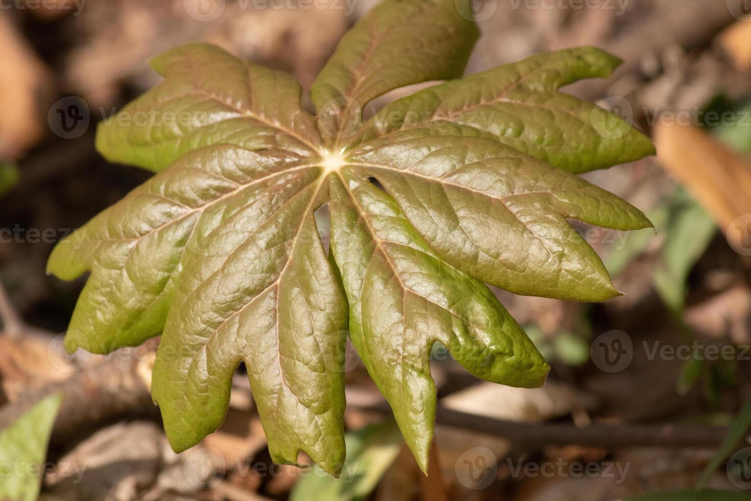 This may apple plant is sitting in the wooded area around brown leaves. This plant is given the name since they normally are seen in May and grow apple looking fruit. I love the large green leaves. photo