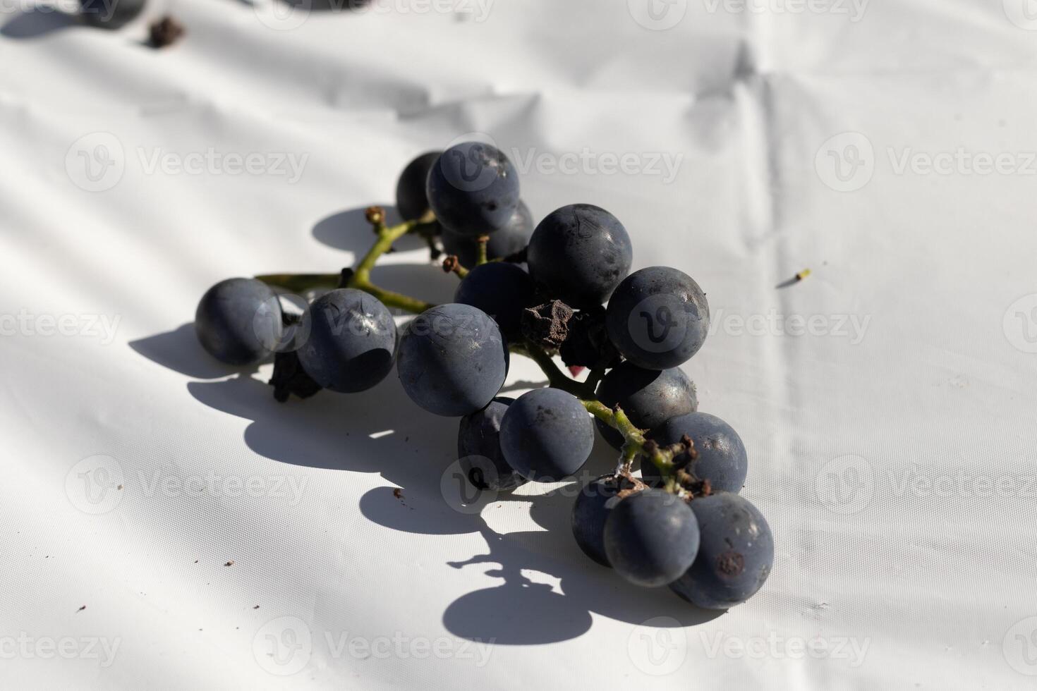 This cluster of concord grapes lay on this white background. The beautiful deep purple berries stand out against the green stems. The orbs are filled with juice. photo