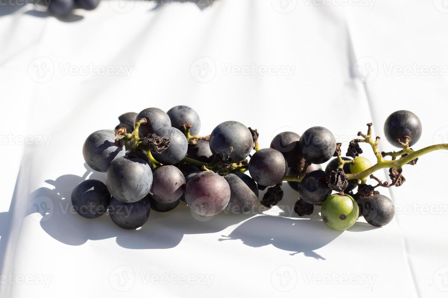 This cluster of concord grapes lay on this white background. The beautiful deep purple berries stand out against the green stems. The orbs are filled with juice. photo