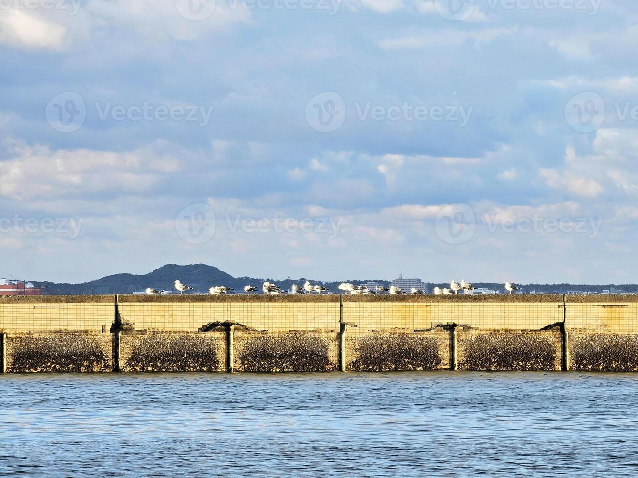 Scenery of Momochi Seaside Park, Fukuoka Japan. photo