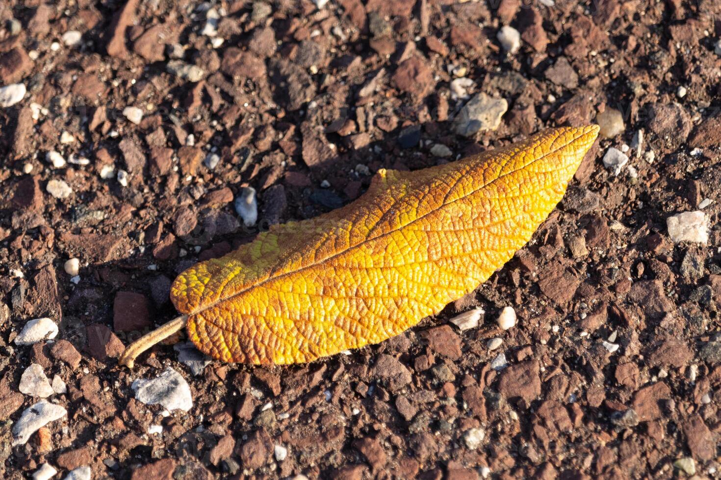 This beautiful leaf was laying on the ground when I took the picture. I love the wrinkle in the skin and the little veins that can be seen running through it. This comes from a leatherleaf viburnum. photo