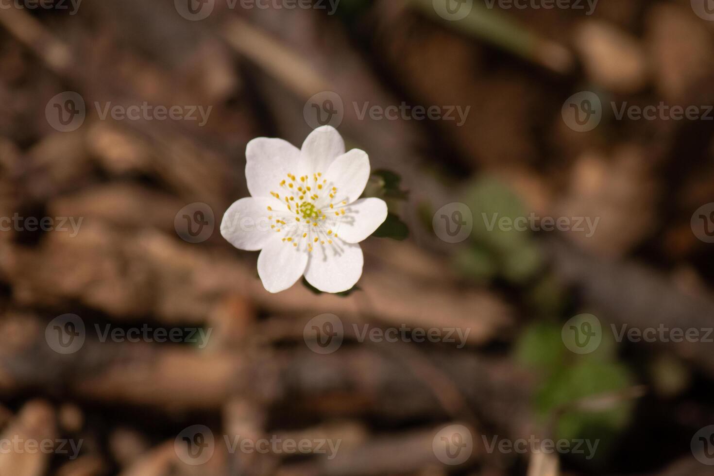 This pretty white flowers is growing here in the woods when I took this picture. This is known as a rue-anemone or meadow-rue which grows in wooded areas. I love the yellow center to this wildflower. photo