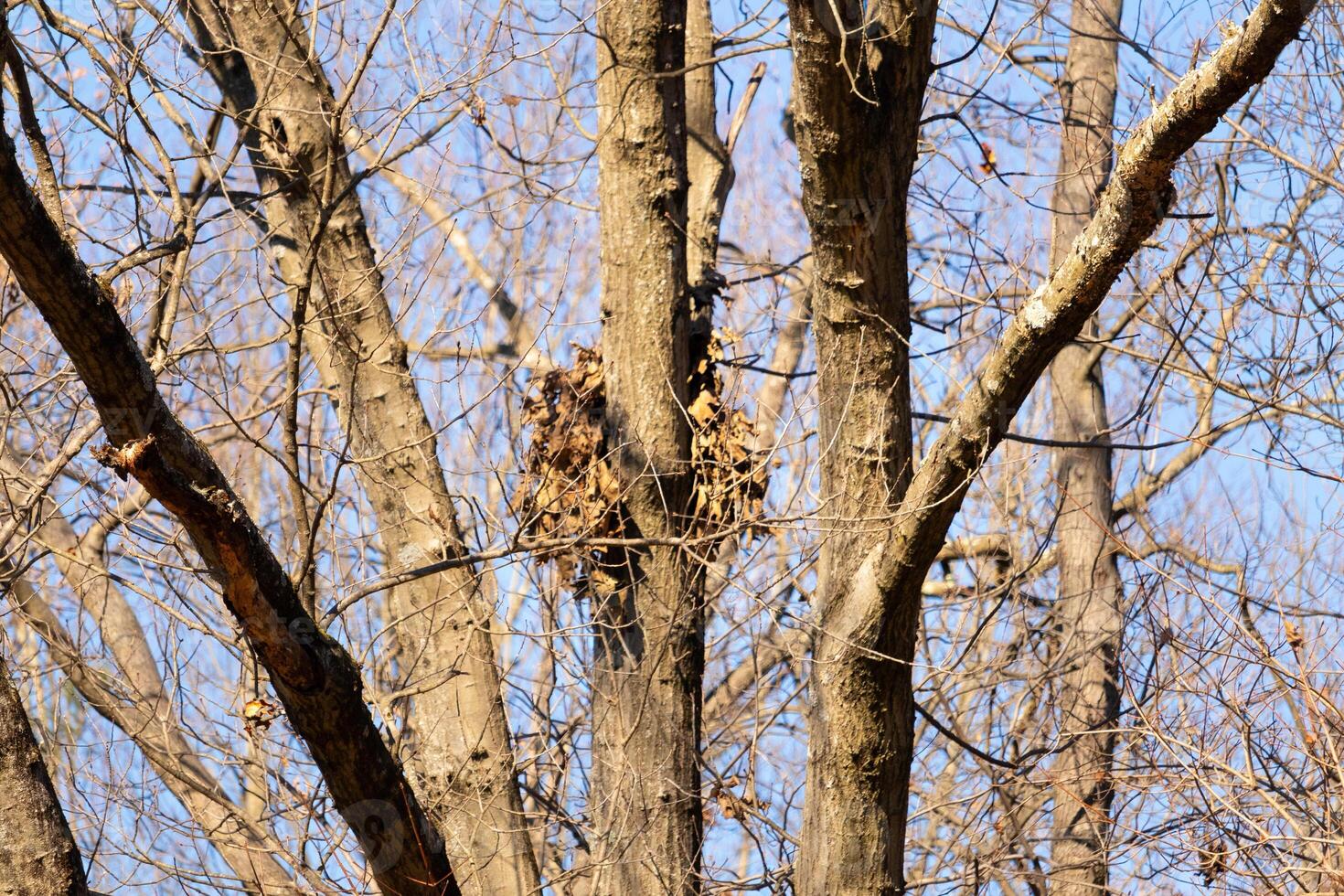 esta ardillas nido es sentado alto arriba en el árbol sucursales. eso mira me gusta un grande pájaro próximo, pero es no. el grumos de hojas tirado juntos en un pelota casi mezclas en con el alrededores. foto