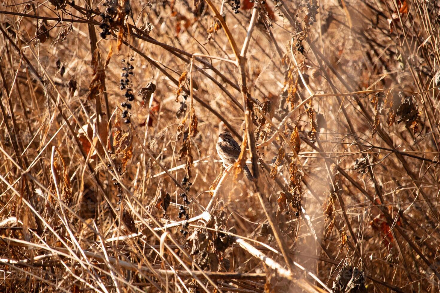 esta linda pequeño gorrión estaba visto aquí molesto a esconder en el cepillar. el aves pequeño marrón plumas son Perfecto camuflaje para el follaje alrededor a él. el marrón de el plantas hace un Perfecto hábitat. foto