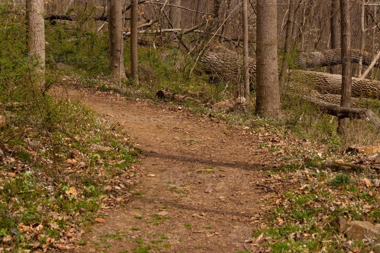 This beautiful path flows through this wooded area. Keeping you safe from getting lost. The brown vegetation comes up all around. photo