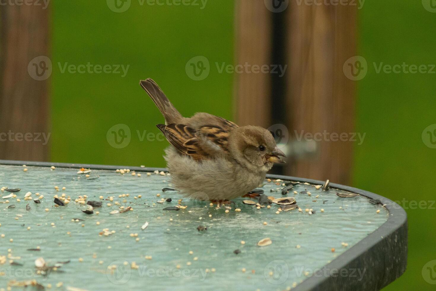 This cute little sparrow is nestled on the glass table. The bird almost looks like a baby and seems to think this is his nest. There is birdseed all around this small avian. photo