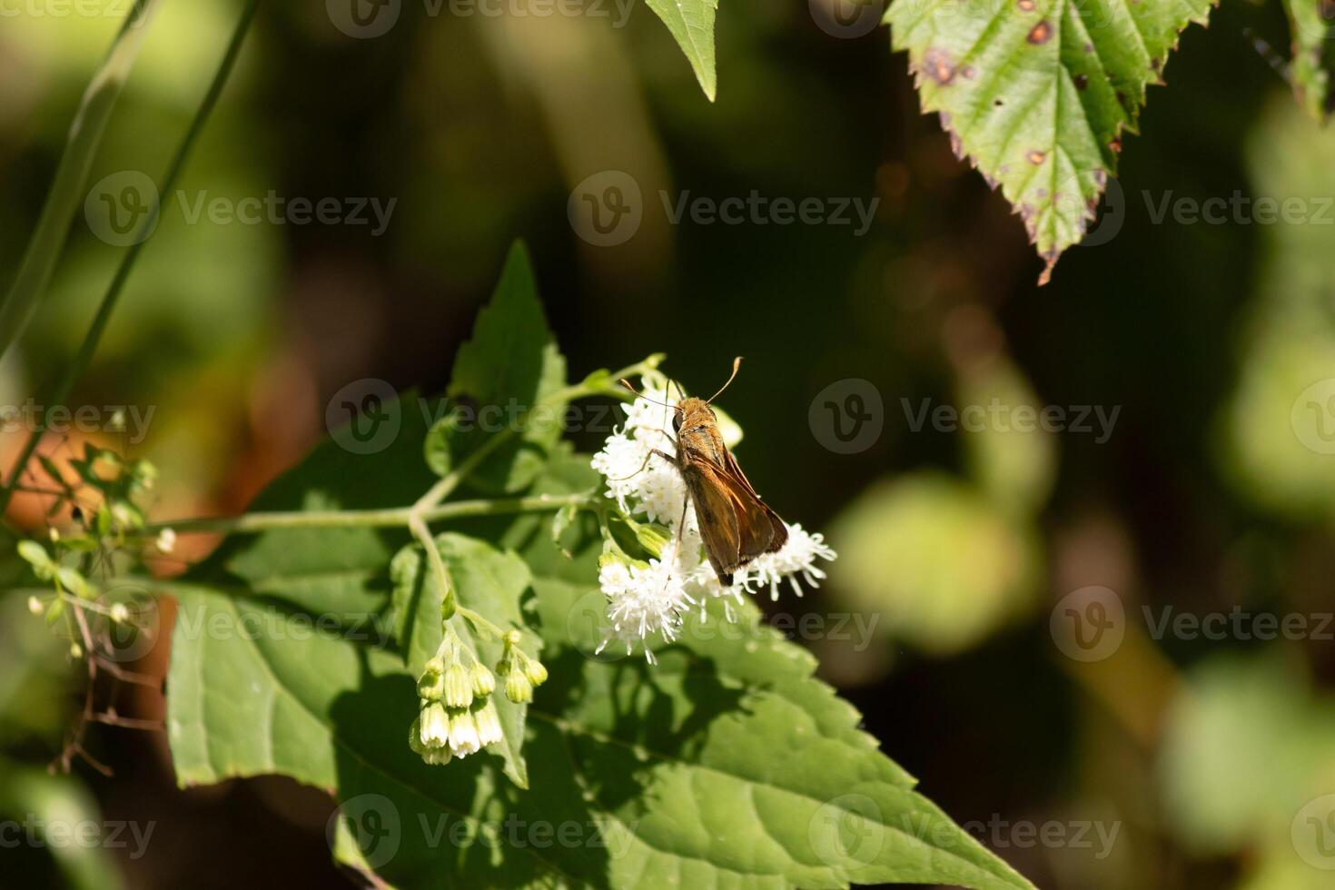 This beautiful skipper butterfly was clinging to a white flower in the field. The little brown insect helping to pollinate this wildflower. His cute little body looks so furry like a teddy bear. photo