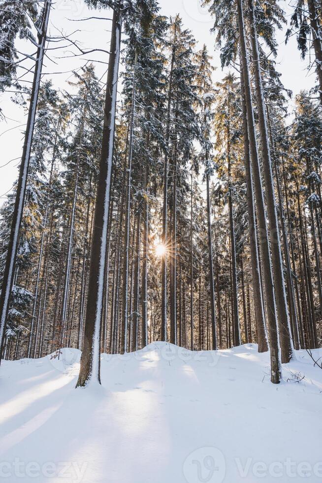 Catching a star of sun in a spruce forest covered with white glittering snow in Beskydy mountains, Czech republic. Winter morning fairy tale photo