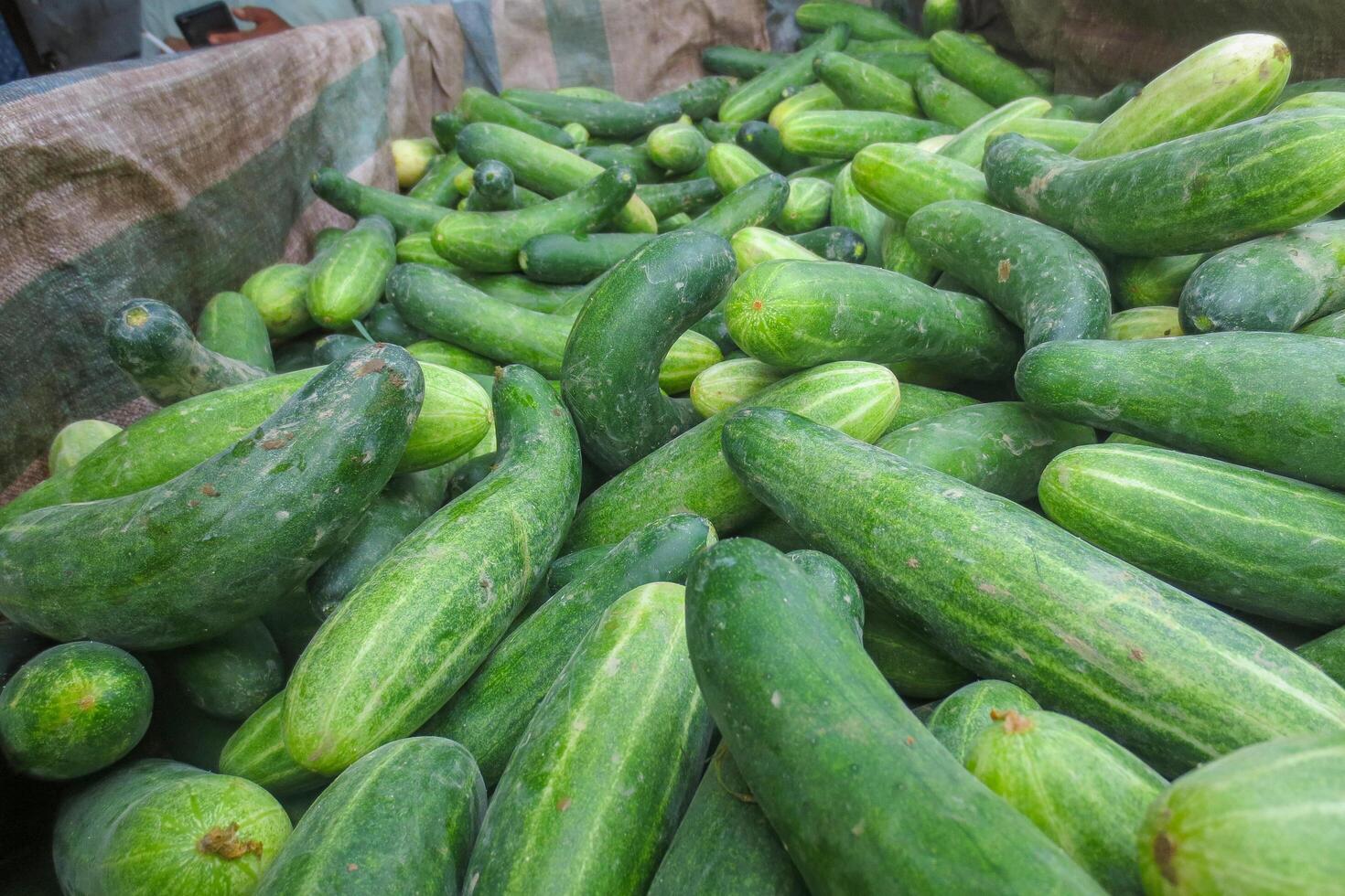 A bunch of freshly harvested cucumbers photo