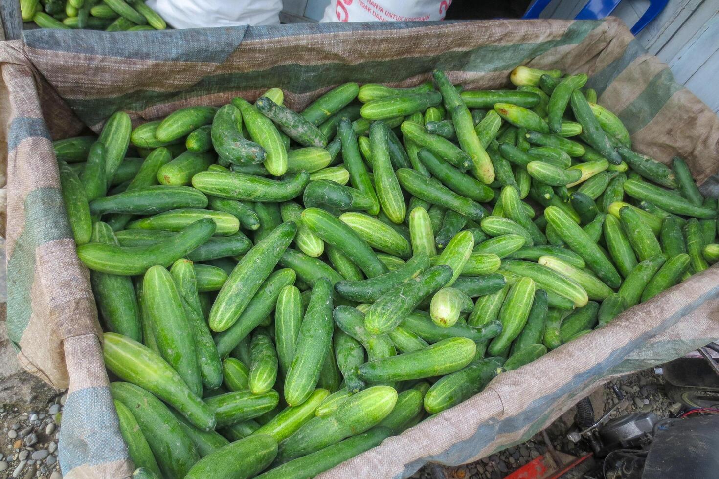 A bunch of freshly harvested cucumbers photo