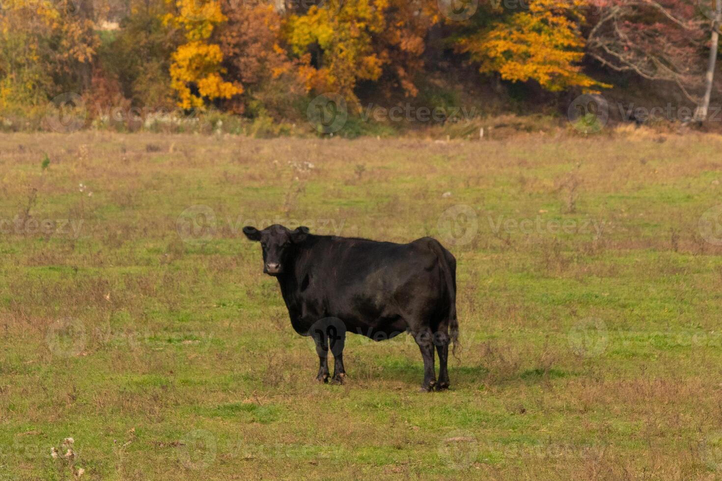 This beautiful black cow was standing in the meadow and looks to be posing. His large black body shows he is quite healthy. The green grass all around the bovine is there for them to graze. photo