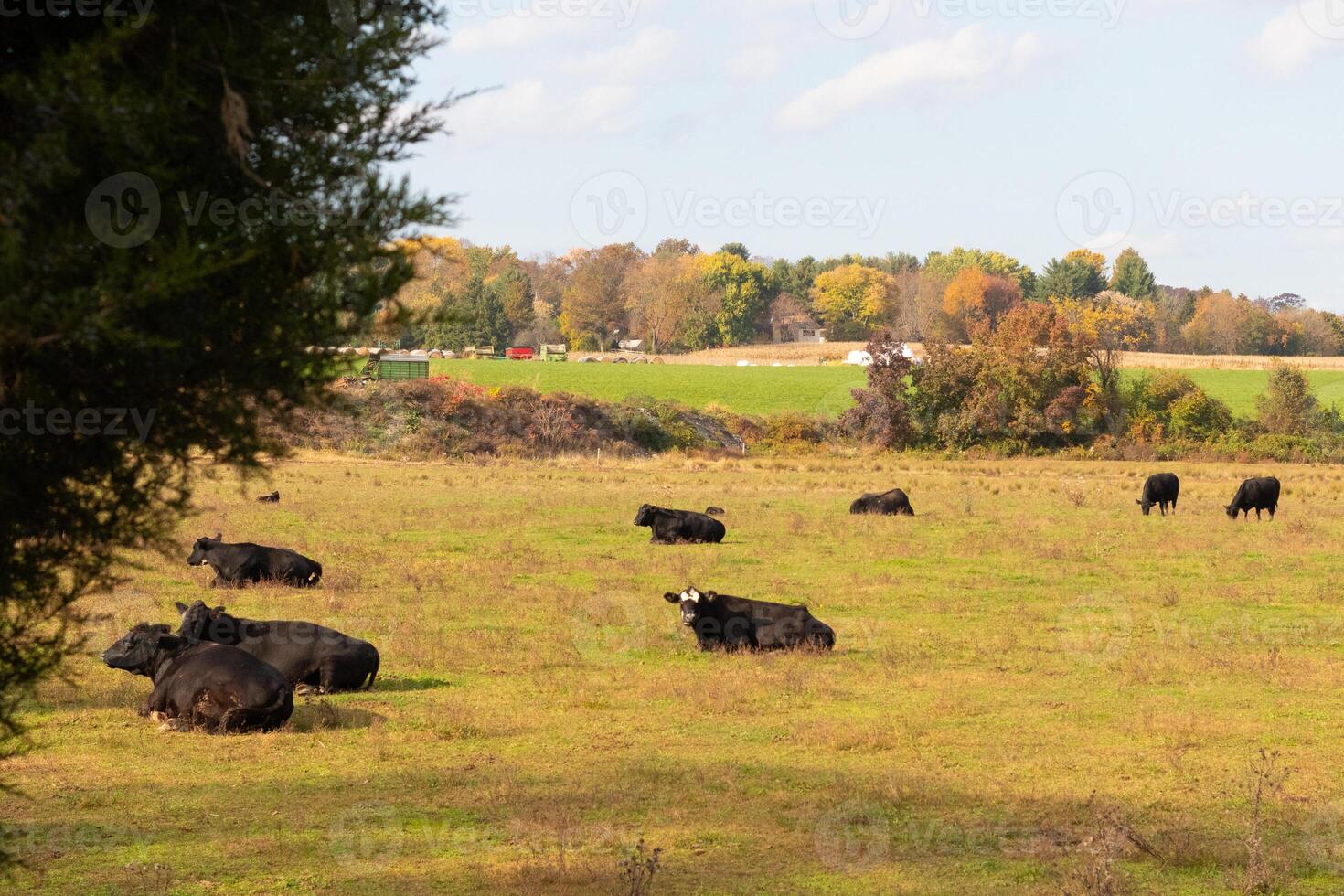 esta hermosa campo de vacas De Verdad muestra el tierras de cultivo y cómo abierto esta zona es. el negro bovinos estirado a través de el hermosa verde prado o foto