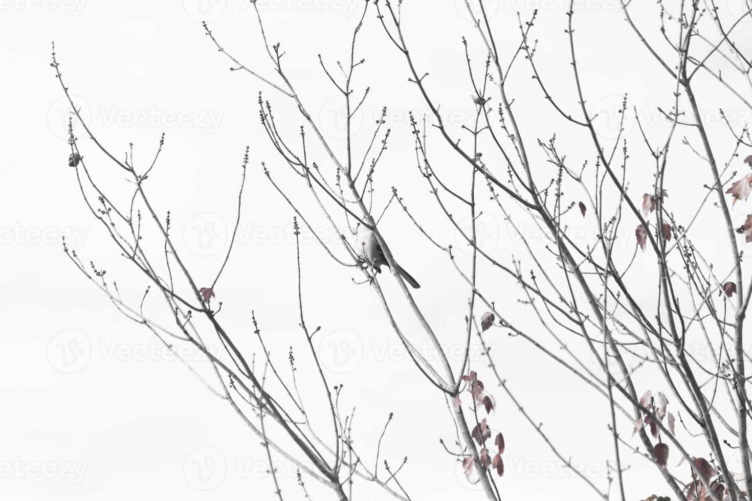 This beautiful Northern Mockingbird was sitting here perched at the top of the tree. The little grey body blending in to the surroundings. This avian seems really comfortable here. photo