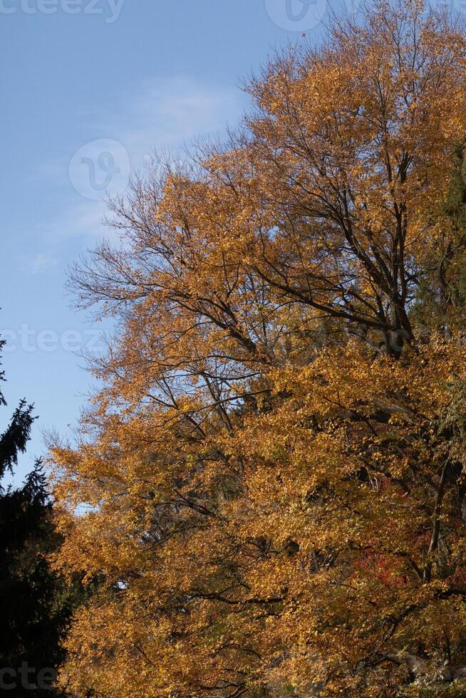 This beautiful tree is seen here stretching to the sky. The leaves are changing to fiery colors showing the Fall season. The orange, yellow, and red shades show they are about to drop to the ground. photo