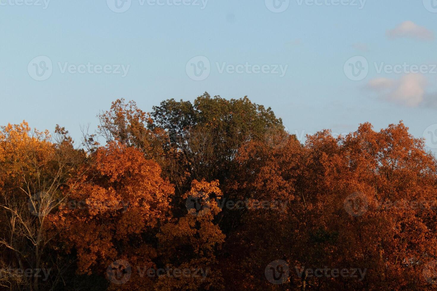 This picture was taken in the Autumn season. The Fall foliage is in peak color. The orange, brown, and yellow almost makes the trees look like they are on fire. photo