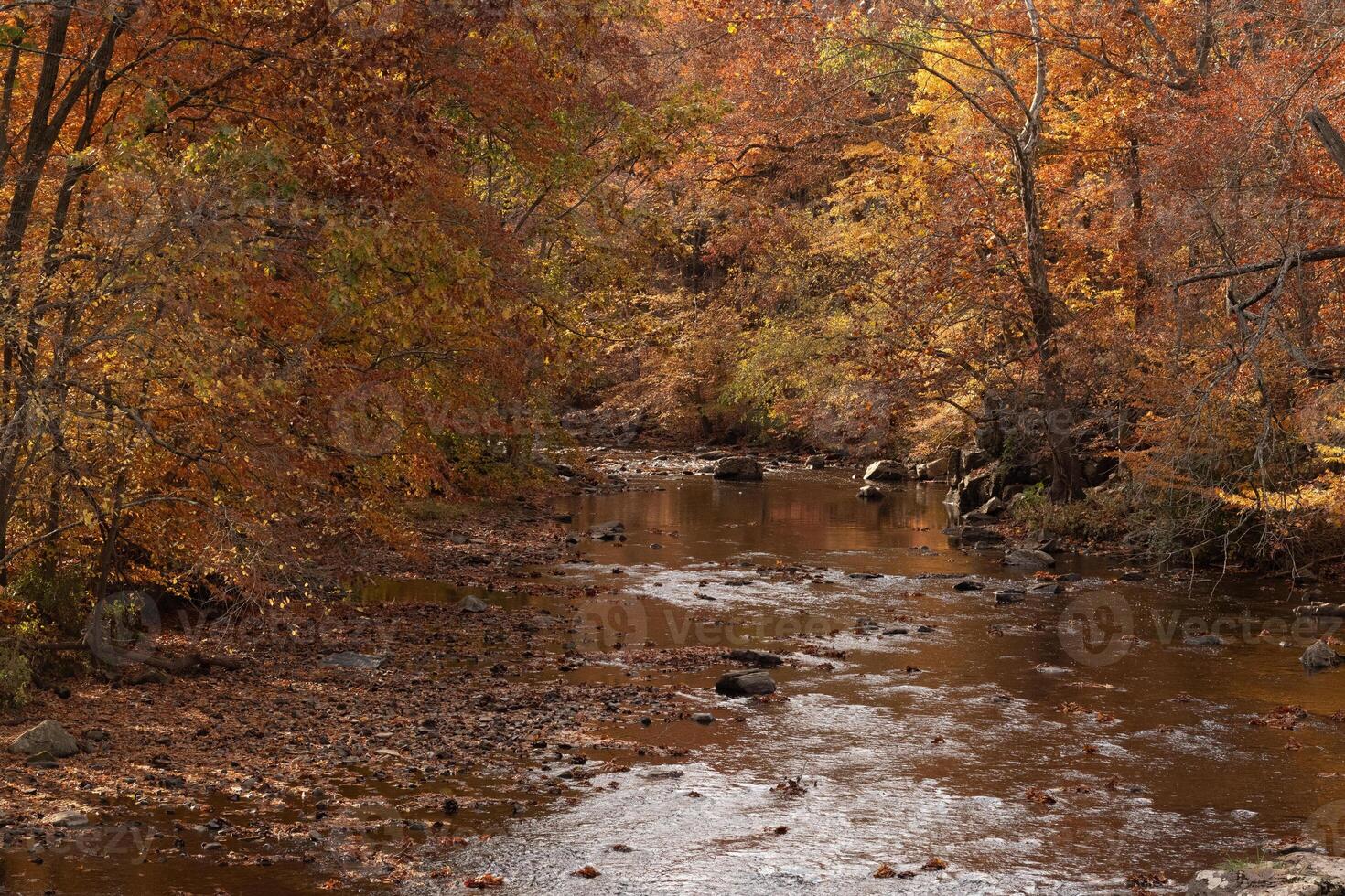 esta es un hermosa imagen de el otoño follaje. el bonito marrón, naranja, y amarillo hojas colgando desde el arboles Listo a gota. el corriente mostrado abajo tiene Fresco agua fluido a través de. foto