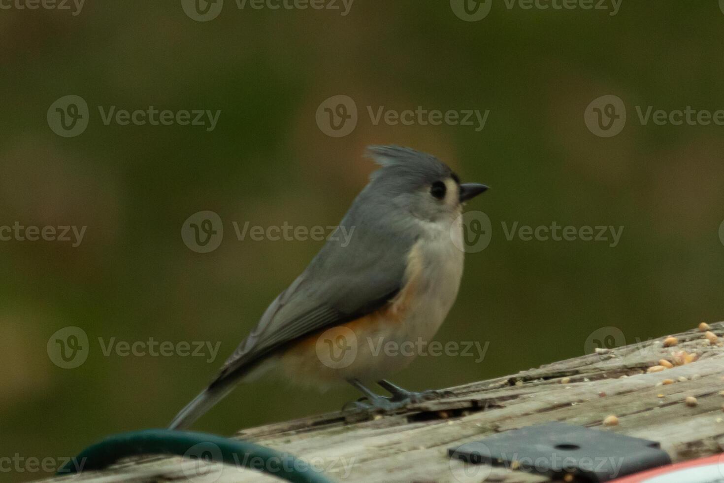 esta linda pequeño copetudo paro se sentó en el de madera barandilla como yo tomó su fotografía. su linda pequeño gris cuerpo con el pequeño mohicano esta pájaro es fuera para algunos alpiste. foto