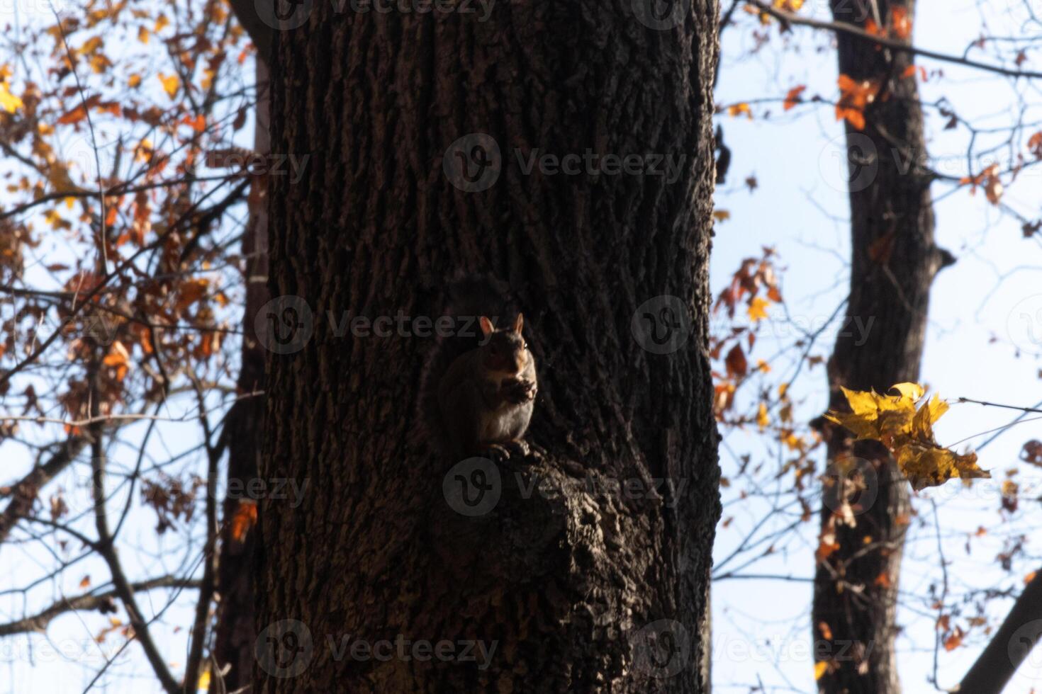 This cute little grey squirrel is sitting on the small ledge of a tree. The rodent is just relaxing here and eating some seed. The sun is just catching the side of his body outlining him slightly. photo