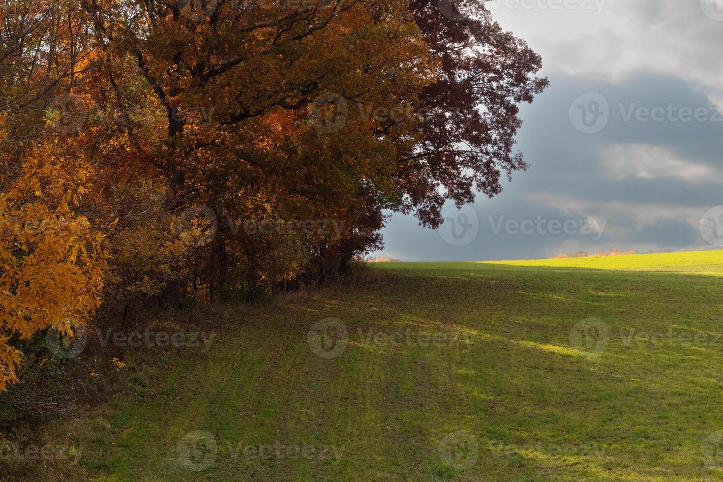 The pretty look of the Fall foliage on the side gives such a pop in colors. The golden Autumn leaves getting ready to drop. The lush green grass of the field below seems to glow. photo