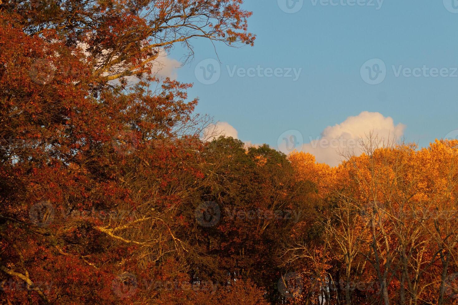 This picture was taken in the Autumn season. The Fall foliage is in peak color. The orange, brown, and yellow almost makes the trees look like they are on fire. photo