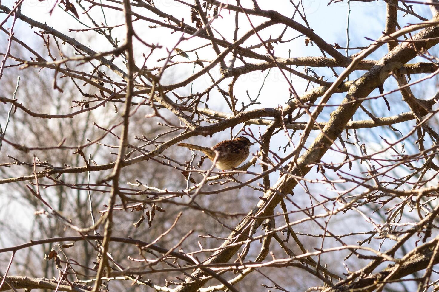 This cute little sparrow sat perched in the tree. The small bird with brown feathers is trying to hide and stay safe. These are songbirds and sound so pretty. The branches are without leaves. photo
