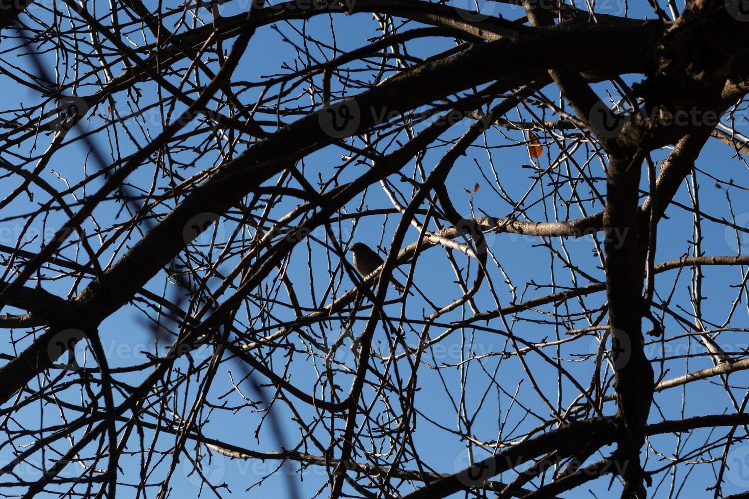 esta linda pequeño pájaro se sentó encaramado en el ramas de esta árbol. cautelosamente mirando fuera para seguridad. el desnudo extremidades Ayudar a camuflaje su cuerpo y mantener él seguro desde depredadores foto