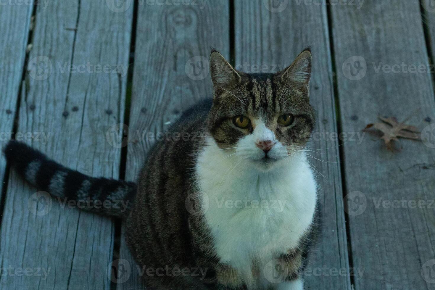 This cute tabby cat was sitting outside the door of my deck when I took the picture. The feline is here for food and seems to be begging. I love her stiped fir and pretty eyes. photo